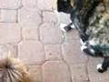 Bichón Habanero video