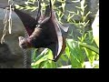 Flying Foxes Flying Foxes