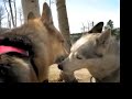Meet Calpurnia the Three Legged Sled Dog