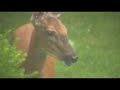 Sally the Deer