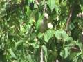 videos de BAR CAM 09 - BARCELONA'S WILD PARROTS - *See Playback Notes on Right
