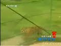 South China Tiger vs Wild Boar