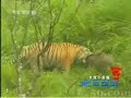 South China Tiger vs Wild Boar