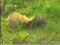 South China Tiger vs Wild Boar