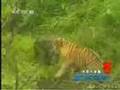 South China Tiger vs Wild Boar