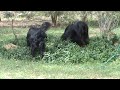 Tess and Annabelle Hunting.mpg