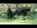 videos de Tess and Annabelle Hunting.mpg