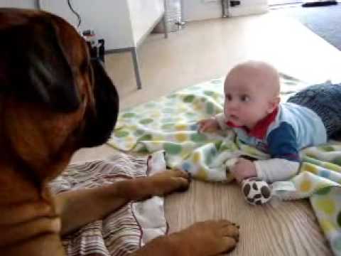 bullmastiff