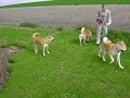 Akita\