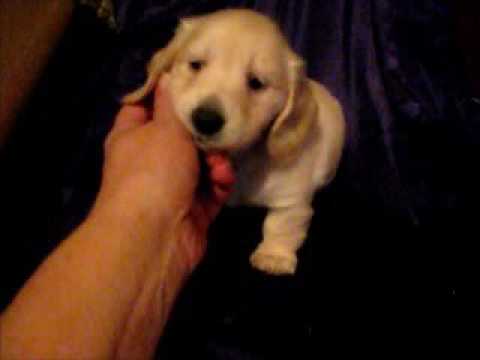 Honey 5 Wks Old, EE Cream