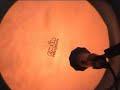 Darbuka-denizkusu turkey 2006
