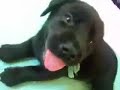 ラブパピー　ぐっすり青くん