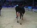 www.cattle.de - SCHAU DER BESTEN 2008: Viertkalbskühe - ein kurzer Take von der Siegerin