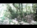 Click to View : wood water wild 2011