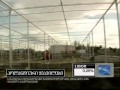 GRATO Greenhouse - Dutch Greenhouse in Georgia -- Business Currier