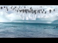 Penguins Jump From Water Onto Iceberg