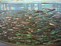 Fish school