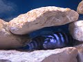 Pseudotropheus Demasoni spawning Part 1