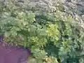 Mera Pind--Mere Kheet {Uksi Sainian}