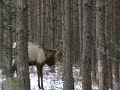 Elk 2008