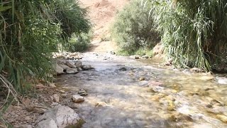 العوجا.. نبع يتدفق بالحياة يسير نحو الجفاف