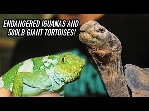 YouTube reptile video