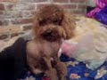 french poodle minitoy-Coby