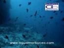 Buceo en Maldivas (aguamarbuceo.com) Buceo en Maldivas (aguamarbuceo.com)