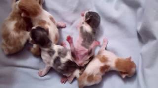 Japanese Bobtail Kittens - Kibi's Litter of Five born 9/18/18
