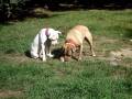 videos de Nestle RIP