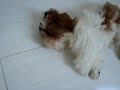 Aurélio no sono profundo.wmv
