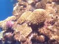 sharm el sheikh olympus 1030SW