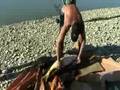 34lb carp fishing on river ebro spain
