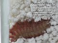 Nereis virens Tube building with launching parapodia Nereis virens Tube building with launching parapodia