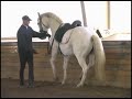 .:: Piaffe Passage Training 2 ::.