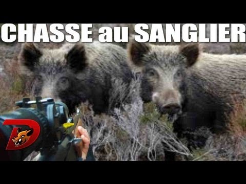 sanglier
