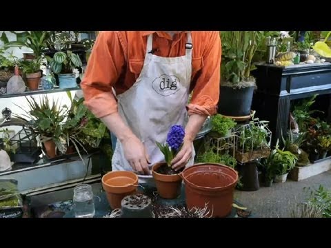 how to transplant succulent plants