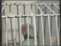 Cut Parrot saying Allah and Reciting Quran