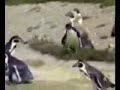 Hardcore Penguin
