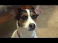 Introducing Five Awesome Dogs!