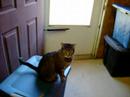 Molly ADOPTED at Spaymart Molly ADOPTED at Spaymart