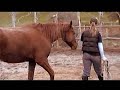 HorseManShip HorseManShip