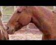 HorseManShip