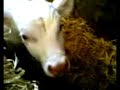 a cute little white calf winking a cute little white calf winking