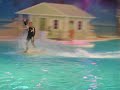 dolphins