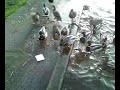 Feeding the ducks (whilst drunk)