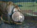 Mama-Lion-Chew-Toy
