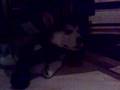 Tuvaaq the Malamute snoring