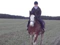 Ridden Clydesdale Ridden Clydesdale