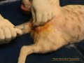 Trattamento della FLUTD (feline low urinary tracr disease)